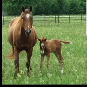 Meet your Posher, Lori